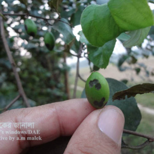 কুলের এনথ্রাকনোজ রোগ