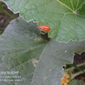 বাঙ্গির লাল বিটল পোকা