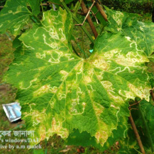 চালকুমড়ার পাতা সুড়ঙ্গকারী পোকা