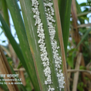 আখের পশমী জাব পোকা