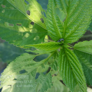 পাটের লেদা পোকা