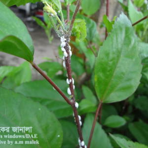 জবার মিলিবাগ