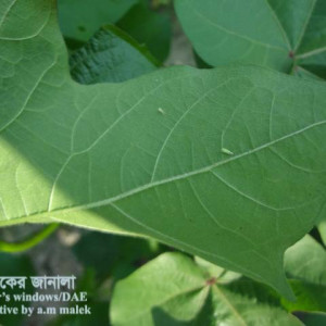 তুলার জেসিড পোকা