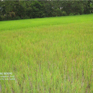 পটাশ সারের ঘাটতি