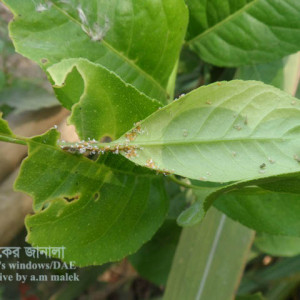 লেবুর সাইলিড বাগ