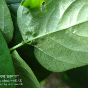 বরবটির ক্ষুদ্র লাল মাকড়