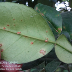 বাতাবি লেবুর ক্যাংকার রোগ