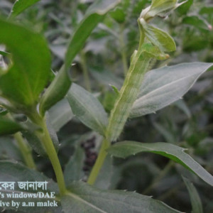 কসুমফুলের ফলছিদ্রকারি পোকা