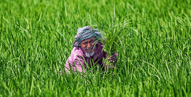 রাজশাহীর মতিহারে গ্লাডিওলাস ফুল চাষ করে লাভবান কৃষক।